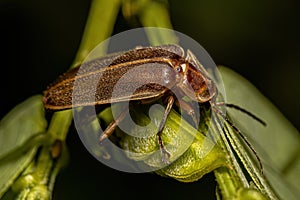 Adult Firefly Beetle