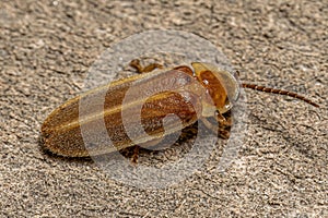 Adult Firefly Beetle