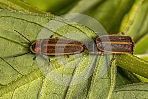 Adult Firefly Beetles