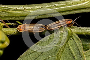 Adult Firefly Beetles