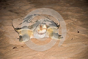 Adult Flatback Sea Turtle