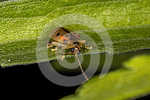 Adult Flea Beetle