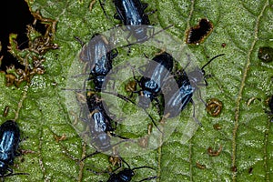 Adult Flea Beetles
