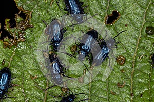 Adult Flea Beetles photo