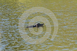Adult floating American alligator Alligator mississippiensis in a pond