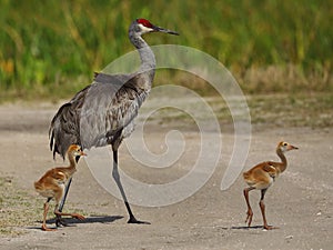 Adult Florida sandhill crane, Grus canadensis pratensis, with two young colts