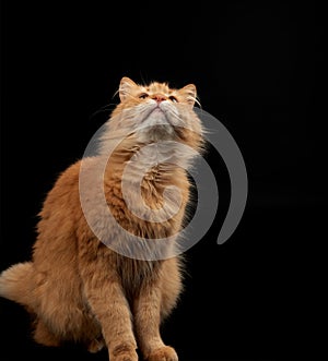 Adult fluffy red cat sits sideways, cute face, animal isolated on black background