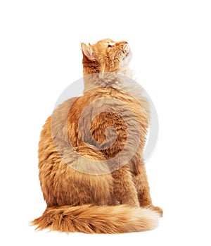 Adult fluffy red cat sits sideways, cute face, animal isolated on white background
