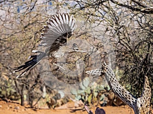 Adult Flying Greater Roadrunner