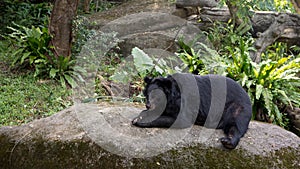 An adult Formosa Black Bear lying down on the rock in the forest