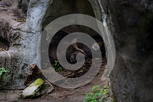 An adult Formosa Black Bear sleeping in the cave