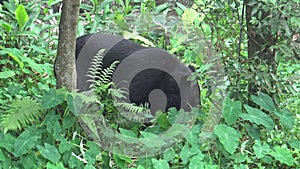 An adult Formosa Black Bear walking for the forest at a day hot summer