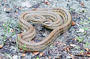 Adult four-lined snake hissing ready to strike