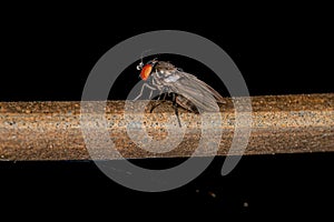 Adult Freeloader Fly
