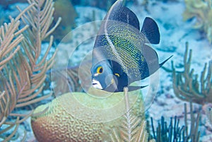 Adult French Angel Fish swimming over the sand and coral in Bonaire Marine Park