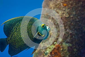 Adult French Angel Fish swimming under a pier next to a pillar