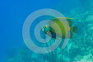 Adult French Angel Fish swimming under a pier next to a pillar