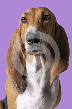 Adult French basset artesien normand sitting and seen from the front isolated on a purple background