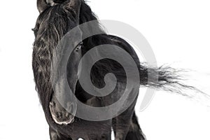 An adult Frieze stallion with a long black mane on a white background. Mane flutters in the wind