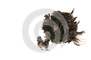 Adult Frizzle Chicken with two baby chicks isolated on white