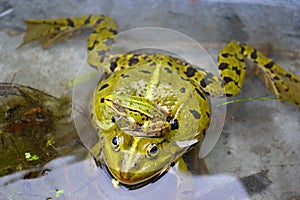 Adult frog and cub Pelophylax ridibundus, frog peeks out of the water, has a young frog in its head, cub, Central Europe