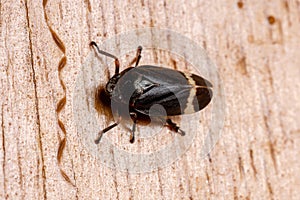 Adult Froghopper Insect