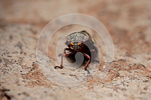 Adult Froghopper Insect