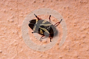 Adult Froghopper Insect