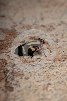 Adult Froghopper Insect