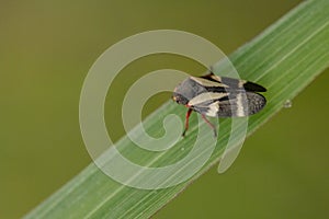 Adult Froghopper Insect