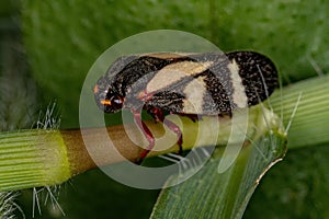 Adult Froghopper Insect