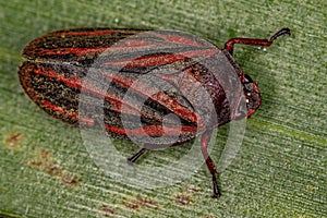 Adult Froghopper Insect