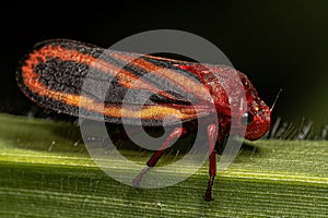 Adult Froghopper Insect