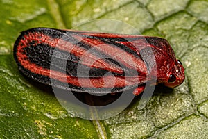 Adult Froghopper Insect