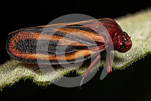 Adult Froghopper Insect