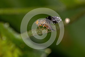 Adult Fruit Fly