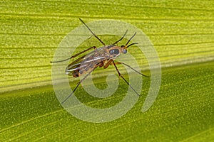 Adult Fungus Gnat