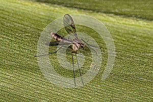 Adult Fungus Gnat