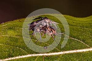 Adult Fungus Gnats