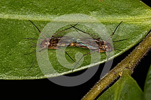 Un adulto champinón mosquitos 