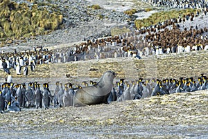 Adult Fur seal and King penguins, South Georgia Island, Antarctic