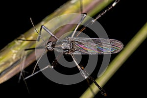 Adult Gallinipper Insect