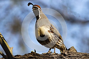 Adult Gambel\'s Quail calls loudly in mesquite tree