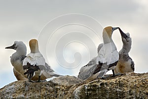 Adult gannet birds feeding their offsprings photo