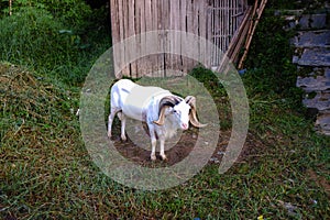 An adult Garut sheep with large circular horns, with natural background