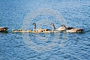 Adult geese and goslings