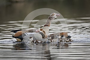 Adult geese keeping their goslings close