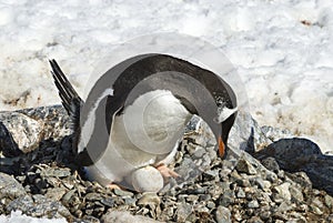 Adult Gentoo penguin with egg