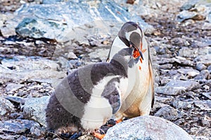 Adult Gentoo Penguin feeding its chick with krill in the Antarctic Peninsula, Antarctica