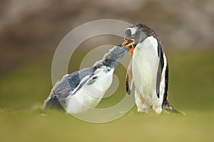 Adult gentoo penguin feeding a young chick